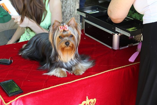 DURRER`S TIMELESS CONTENDER — Labaza DogPedigree YorkshireTerrier